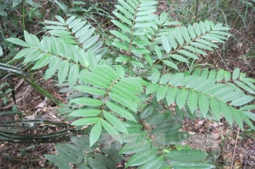 Vườn Quốc gia Bái Tử Long là Vườn Di sản thứ 38 của ASEAN ảnh 16