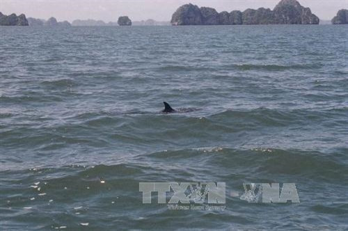 Vườn Quốc gia Bái Tử Long là Vườn Di sản thứ 38 của ASEAN ảnh 9