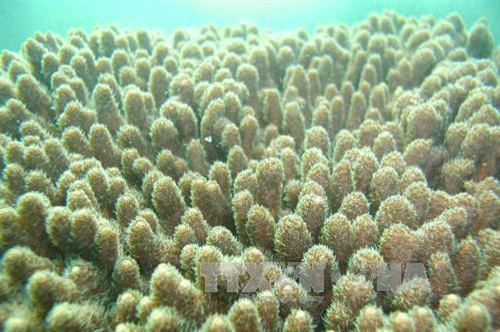 Vườn Quốc gia Bái Tử Long là Vườn Di sản thứ 38 của ASEAN ảnh 7