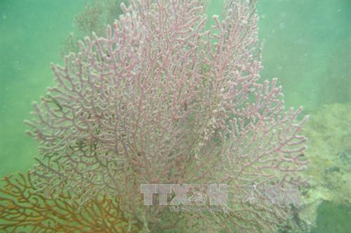 Vườn Quốc gia Bái Tử Long là Vườn Di sản thứ 38 của ASEAN ảnh 4