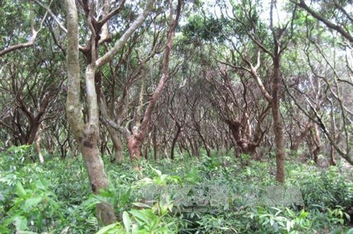 Vườn Quốc gia Bái Tử Long là Vườn Di sản thứ 38 của ASEAN ảnh 19