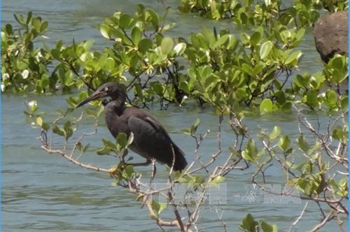 Vườn Quốc gia Bái Tử Long là Vườn Di sản thứ 38 của ASEAN ảnh 10