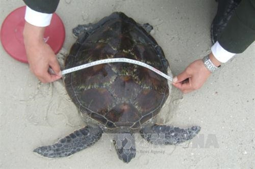 Vườn Quốc gia Bái Tử Long là Vườn Di sản thứ 38 của ASEAN ảnh 8