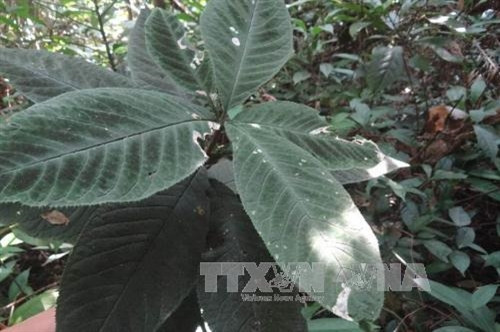 Vườn Quốc gia Bái Tử Long là Vườn Di sản thứ 38 của ASEAN ảnh 15