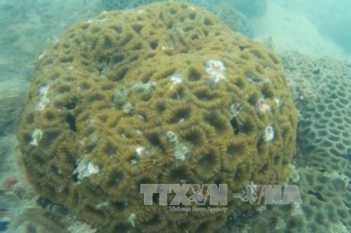 Vườn Quốc gia Bái Tử Long là Vườn Di sản thứ 38 của ASEAN ảnh 6