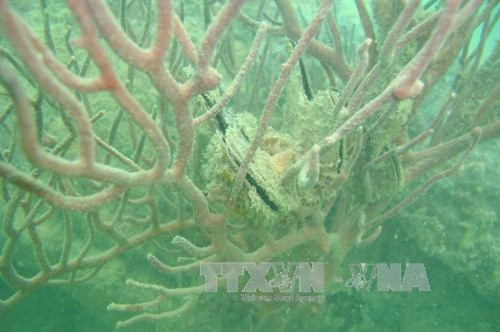 Vườn Quốc gia Bái Tử Long là Vườn Di sản thứ 38 của ASEAN ảnh 5