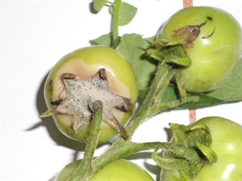 Bệnh héo xanh làm giảm năng suất. Ảnh: nhavuontaigia.com