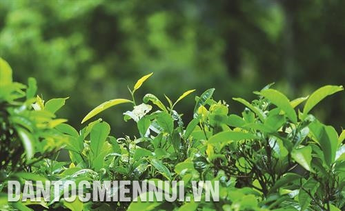 Những búp chè non xanh đến thời kỳ thu hoạch