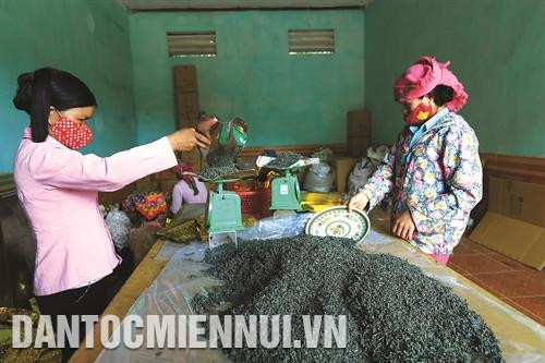 Để đảm bảo quyền lợi của đồng bào, huyện Tủa Chùa đã đầu tư xây dựng xưởng chế biến chè và hỗ trợ 3.000 đồng/kg chè búp tươi cho đồng bào