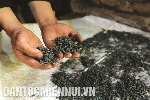 Người Mông không sử dụng bất kỳ loại thuốc bảo vệ thực vật nào nên chè Tuyết Shan ở Tủa Chùa có chất lượng sạch, an toàn với sức khỏe