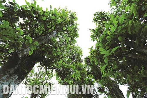 Cây chè Tuyết Shan ở Tủa Chùa có khả năng thích nghi với điều kiện thời tiết khắc nghiệt, đem lại hương vị riêng