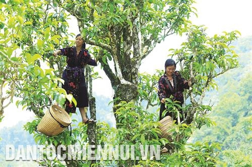 Người Mông thu hoạch chè Tuyết Shan trong khoảng thời gian từ tháng 3 đến tháng 10 hàng năm
