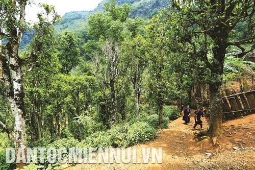 Với hàng nghìn cây chè Tuyết Shan hàng trăm năm tuổi, Tủa Chùa được Viện nghiên cứu chè đánh giá là nơi còn mật độ cây tập trung lớn so với các tỉnh trong cả nước