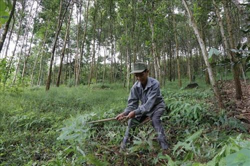 Ông Trương Trọng Ngân, thôn Loan Hương, xã Tân Hương, huyện Yên Bình, tỉnh Yên Bái đang phát cỏ trên diện tích rừng trồng của gia đình. Ảnh: Đinh Thùy-TTXVN Ông Trương Trọng Ngân, thôn Loan Hương, xã Tân Hương, huyện Yên Bình, tỉnh Yên Bái đang phát cỏ trên diện tích rừng trồng của gia đình. Ảnh: Đinh Thùy-TTXVN