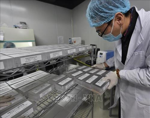 Nhân viên sản xuất que thử nhằm phát hiện các trường hợp nhiễm virus corona chủng mới (2019-nCoV) tại Công ty công nghệ sinh học Thành Đô, tỉnh Tứ Xuyên, Trung Quốc ngày 10/2/2020. Ảnh: THX/TTXVN Nhân viên sản xuất que thử nhằm phát hiện các trường hợp nhiễm virus corona chủng mới (2019-nCoV) tại Công ty công nghệ sinh học Thành Đô, tỉnh Tứ Xuyên, Trung Quốc ngày 10/2/2020. Ảnh: THX/TTXVN