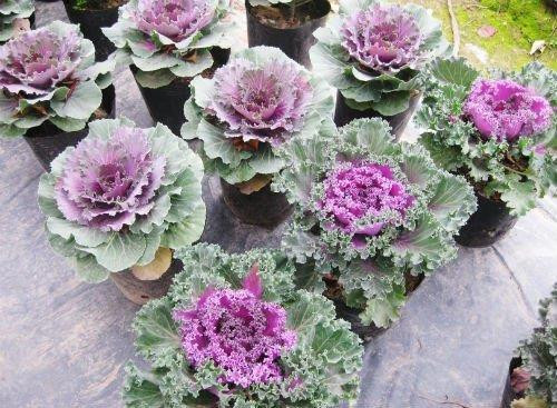 Hiện tại trên thị trường đã có những chậu cảnh bán sẵn. Ảnh: vietq.vn Hiện tại trên thị trường đã có những chậu cảnh bán sẵn. Ảnh: vietq.vn