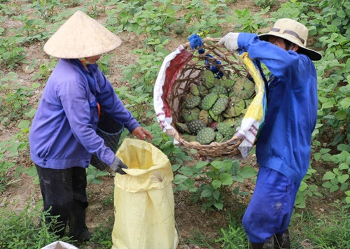 Nông dân ở xã Hương Chữ, thị xã Hương Trà thu hoạch sen.
