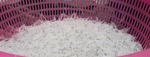 Cá ngần mỗi năm chỉ có một lần trong lòng hồ sông Đà ảnh 3