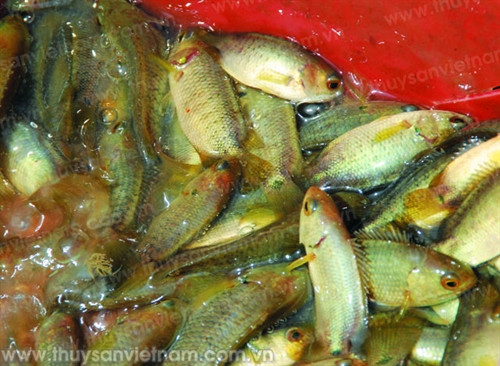 Cá rô đồng được nhiều người tiêu dùng ưa chuộng Cá rô đồng được nhiều người tiêu dùng ưa chuộng