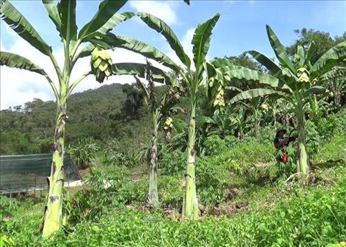 Cây chuối Cô đơn tại Vườn quốc gia Phước Bình (huyện Bác Ái, Ninh Thuận). Ảnh: Nguyễn Thành – TTXVN