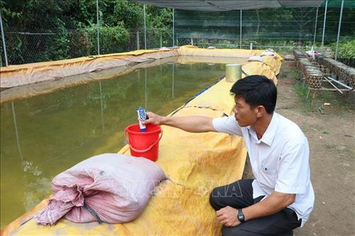 Mô hình hồ nổi trự nước ngọt trên cạn của ông Đặng Văn Oanh, chủ cơ sở sản xuất cây giống Sáu Oanh ở xã Long Thới, huyện Chợ Lách (Bến Tre). Ảnh: Công Trí - TTXVN Mô hình hồ nổi trự nước ngọt trên cạn của ông Đặng Văn Oanh, chủ cơ sở sản xuất cây giống Sáu Oanh ở xã Long Thới, huyện Chợ Lách (Bến Tre). Ảnh: Công Trí - TTXVN