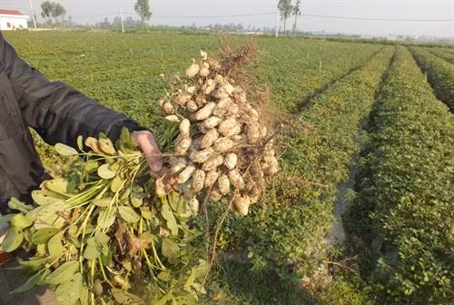 Khi nhổ thăm thấy 80% củ già trở lên là tiến hành thu hoạch lạc, rửa sạch phân loại để sử dụng các mục đích khác nhau. Ảnh : viecnhanong.com