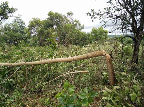 Lực lượng công an vào cuộc để điều tra, truy tìm đối tượng đã tự ý trồng hàng trăm cây gòn, cây keo trên nguồn đất công của xã Đắk Búk So. Ảnh: Anh Dũng - TTXVN Lực lượng công an vào cuộc để điều tra, truy tìm đối tượng đã tự ý trồng hàng trăm cây gòn, cây keo trên nguồn đất công của xã Đắk Búk So. Ảnh: Anh Dũng - TTXVN