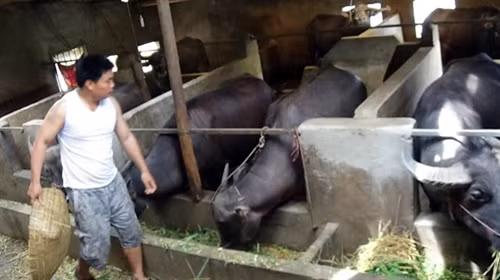 Bí thư Chi bộ Lý Đức Hà được bà con tin yêu ảnh 1