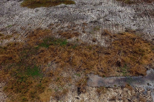 Hàng ngàn ha rừng tràm đã khô, cạn nước tại Khu bảo tồn đất ngập nước Láng Sen - khu Ramsar thứ 7 của Việt Nam.