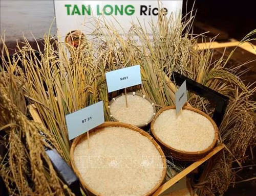 Sản phẩm gạo của Công ty Tân Long đến từ tỉnh Đồng Tháp. Ảnh: Trần Việt - TTXVN