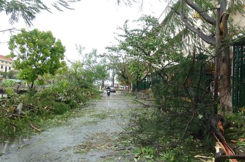 Cây đổ ngã hai bên đường ở thành phố Đồng Hới. Ảnh: Đức Thọ - TTXVN