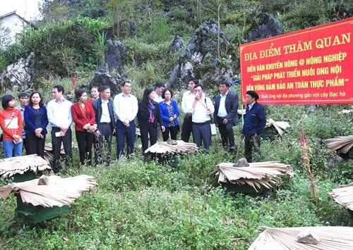 Các đại biểu thăm quan mô hình nuôi ong mật hoa Bạc hà ở Cao nguyên đá Đồng Văn, Hà Giang. Ảnh: Hồng Cừ - TTXVN phát