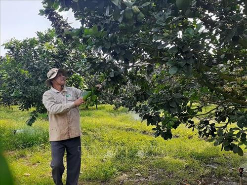 Ông Nguyễn Trọng Em, xã Sông Xoài, đang chăm sóc vườn bưởi đang nuôi trái trái vụ để bán vào dịp Tết Nguyên đán và xử lý cho ra hoa trái vụ để bán vào dịp tháng 3-4 âm lịch năm sau. Ảnh: Hoàng Nhị - TTXVN Ông Nguyễn Trọng Em, xã Sông Xoài, đang chăm sóc vườn bưởi đang nuôi trái trái vụ để bán vào dịp Tết Nguyên đán và xử lý cho ra hoa trái vụ để bán vào dịp tháng 3-4 âm lịch năm sau. Ảnh: Hoàng Nhị - TTXVN