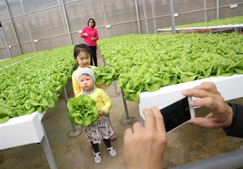 Khách tham quan vườn rau thuỷ canh. Khách tham quan vườn rau thuỷ canh.