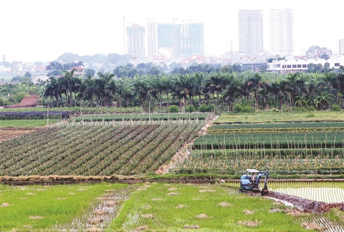 Chuyển đổi cơ cấu nông nghiệptheo hướng sản xuất hàng hóa đã và đang được triển khai tích cực tại các xã Hạ Mỗ, Đan Phượng...
