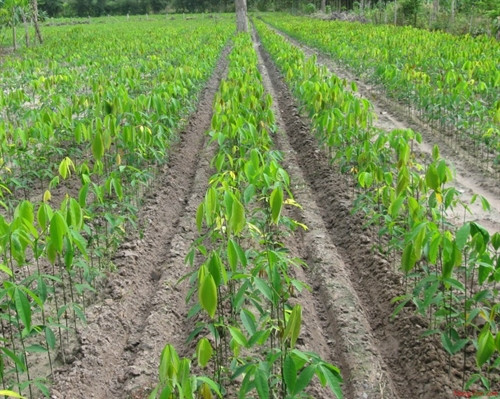 Cao su cây con cao su