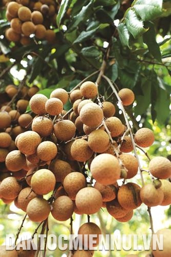 Được sự hỗ trợ của Trung tâm Phát triển cây trồng Hà Nội trong việc áp dụng quy trình VietGAP, chất lượng nhãn chín muộn Hà Nội đã được nâng lên, mã quả sáng, bóng và đẹp hơn. Ảnh: Tú Quỳnh