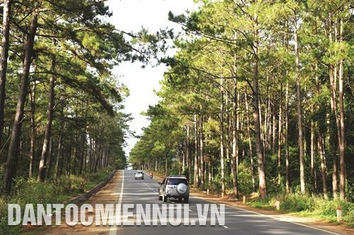 Măng Đen nằm ở độ cao trung bình 1.000 - 1.500 m so với mực nước biển, khí hậu ôn đới, quanh năm mát mẻ, rừng nguyên sinh bao bọc, độ che phủ hơn 80% diện tích tự nhiên. Ảnh: Văn Phương