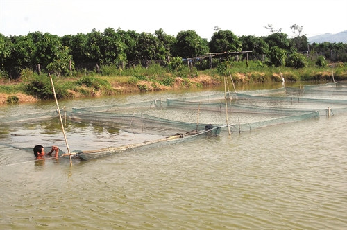 Ao nuôi cá tốt nhất có diện tích từ 3.000 - 10.000 m2 và có nguồn nước sạch Ao nuôi cá tốt nhất có diện tích từ 3.000 - 10.000 m2 và có nguồn nước sạch