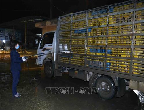Nhân viên Thú y phun thuốc khử trùng cho phương tiện vận chuyển gia cầm trước khi vào chợ. Ảnh: Vũ Sinh - TTXVN Nhân viên Thú y phun thuốc khử trùng cho phương tiện vận chuyển gia cầm trước khi vào chợ. Ảnh: Vũ Sinh - TTXVN