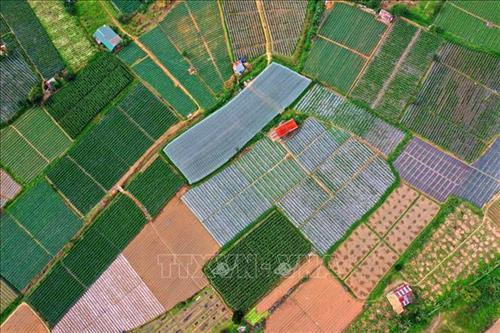 Vùng rau chuyên canh huyện Đơn Dương, tỉnh Lâm Đồng. Ảnh: Ngọc Hà - TTXVN Vùng rau chuyên canh huyện Đơn Dương, tỉnh Lâm Đồng. Ảnh: Ngọc Hà - TTXVN
