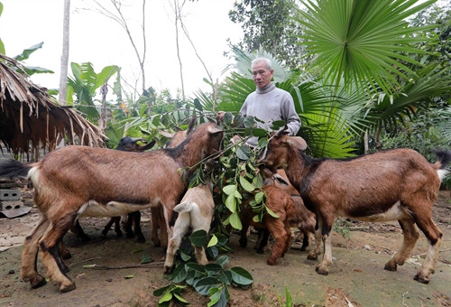 Gia đình ông Triệu Văn Ty, dân tộc Nùng, ở làng Bằng, xã Đồng Thịnh, huyện Định Hóa vay 30 triệu đồng từ chương trình cho vay hộ cận nghèo để đầu tư nuôi dê, cho hiệu quả kinh tế. Ảnh: Trần Việt - TTXVN