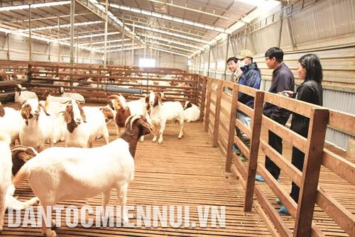 Ứng dụng công nghệ cao vào chăn nuôi dê nhằm tạo ra các sản phẩm nông nghiệp chất lượng cao ở Măng Đen. Ảnh: Văn Phương