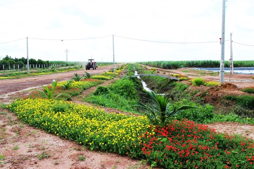 Các bờ lô trồng mía của nông trường đều được trồng hoa Các bờ lô trồng mía của nông trường đều được trồng hoa