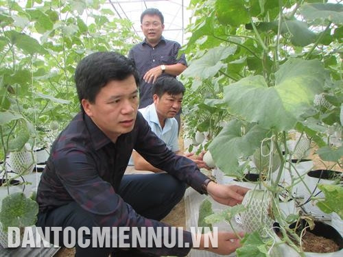 Xác định vấn đề then chốt trong xây dựng nông thôn mới là nâng cao thu nhập cho người dân nên tỉnh Nghệ An đã quan tâm xây dựng nhiều mô hình ứng dụng khoa học - kỹ thuật vào sản xuất cho hiệu quả thiết thực. Ảnh: Nguyễn Văn Nhật