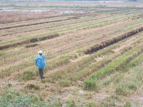 Nông dân xử lý rơm, rạ sau thu hoạch. Ảnh: baothuathienhue.vn Nông dân xử lý rơm, rạ sau thu hoạch. Ảnh: baothuathienhue.vn