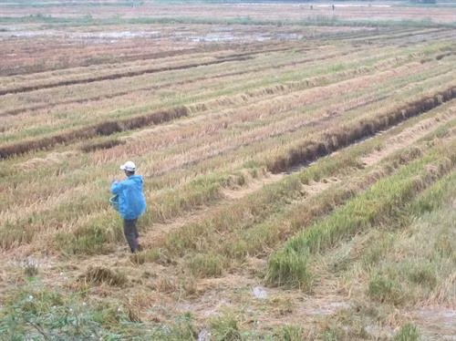 Nông dân xử lý rơm, rạ sau thu hoạch. Ảnh: baothuathienhue.vn
