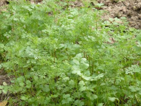 Những công dụng tuyệt vời của rau mùi thơm ảnh 1 Những công dụng tuyệt vời của rau mùi thơm ảnh 1