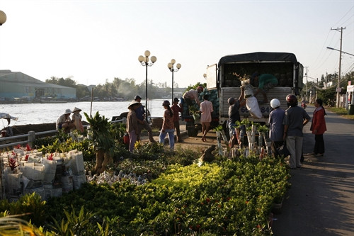 Từ Sa Đéc, hoa và cây cảnh được vận chuyển đi tiêu thụ khắp mọi miền đất nước và xuất khẩu sang Lào, Campuchia