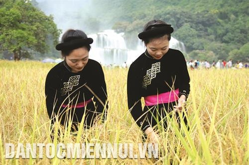 Những cô gái Tày trong trang phục truyền thống đang thu hoạch nếp Pì Pất - giống lúa nếp địa phương nổi tiếng thơm ngon.
